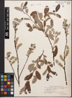 Foto von Salix caprea L. x Salix lapponum L.